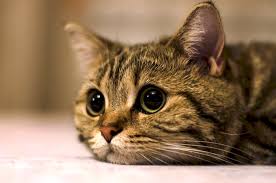 Хранение котят